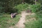 Parcours 2012 Bild 6